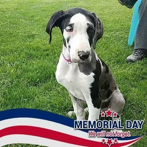 Meet your Posher, Missy